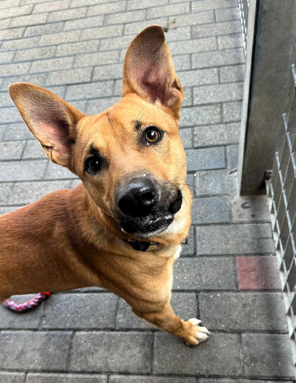Simba Lupetto